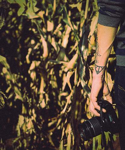 camera person holding DSLR camera near cornstalk corn